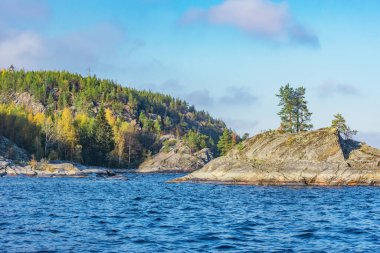Akşam vakti Ladoga Gölü 'nün yamaçlarındaki çam ağaçları. Karelia Cumhuriyeti. Rusya.