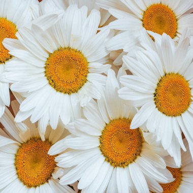 Yedi güzel beyaz papatya çiçeği buketi.