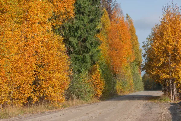 Road Forest Autumn Evening — Stock Photo, Image