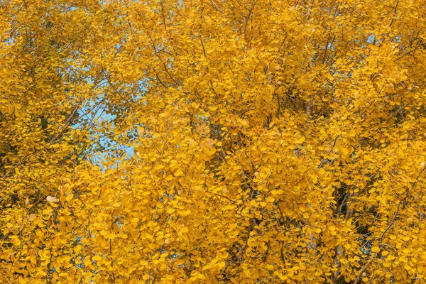 Цветные Листья Осины Краю Леса — стоковое фото