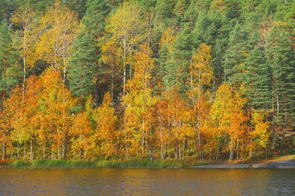 Autumn Forest Edge Lake Ladoga Republic Karelia Russia — Stock Photo, Image