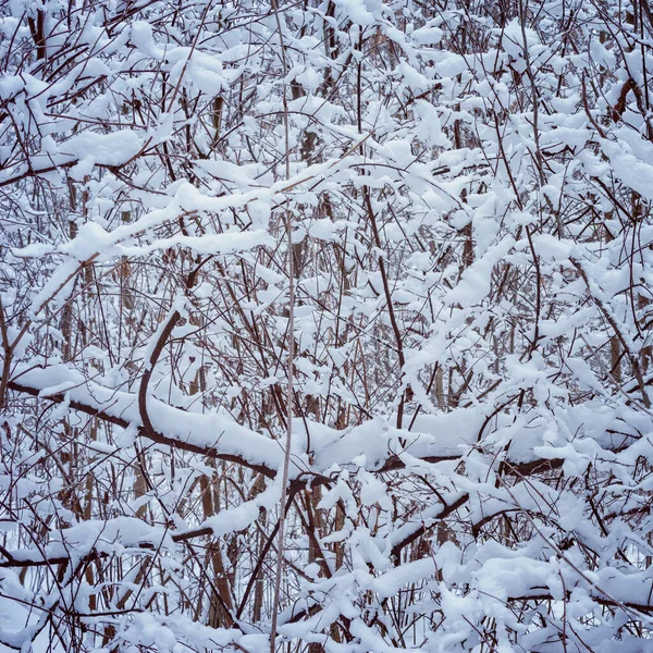 Zimowe Gałęzie Drzew Zimowym Lesie — Zdjęcie stockowe