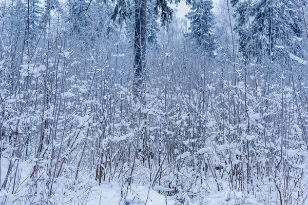 Blick Auf Den Winterwald Morgen — Stockfoto