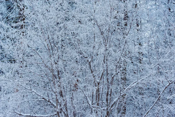 Zimowe Gałęzie Drzew Zimowym Lesie — Zdjęcie stockowe