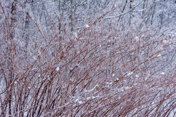 Branches Arbres Hiver Dans Forêt Hiver — Photo