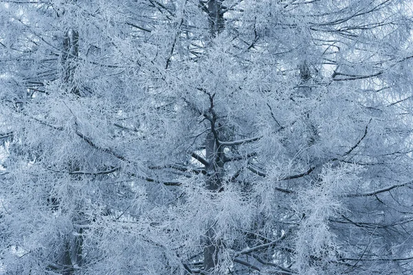 Winter Tree Branches Winter Forest — Stock Photo, Image