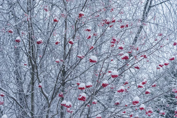 Drzewo Jagodowe Rowan Pod Śniegiem Zimowy Dzień — Zdjęcie stockowe