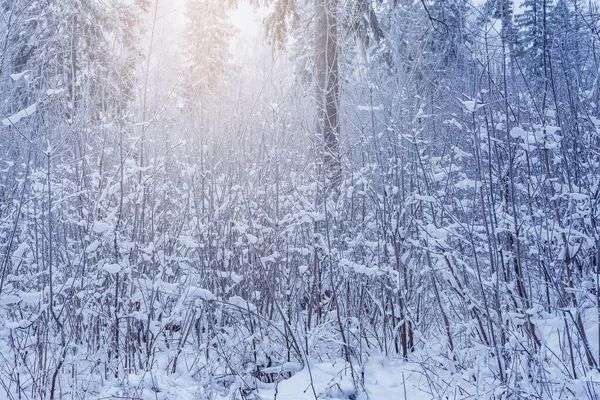 Blick auf den Winterwald am Morgen. — Stockfoto