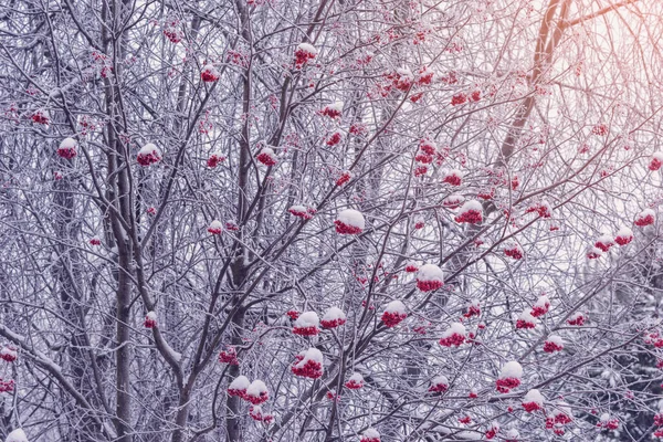 Rowan berry tree under the snow. — Stock Photo, Image