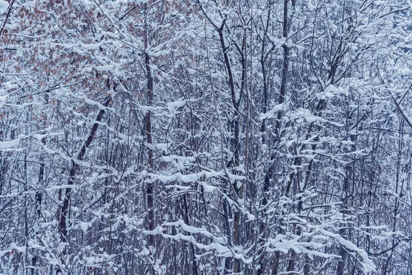 Gałęzie drzew zimowych. — Zdjęcie stockowe