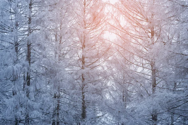 Winter-Waldblick am frühen Morgen. — Stockfoto