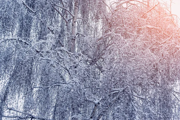 Vue sur la forêt hivernale tôt le matin. — Photo