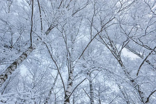 Bříza Větve Zimním Lese — Stock fotografie