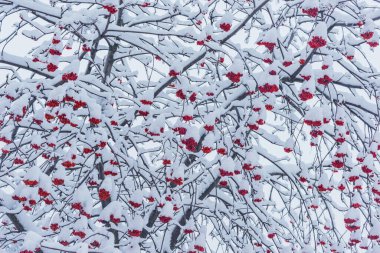 Kış günü kar altında Rowan meyvesi ağacı.