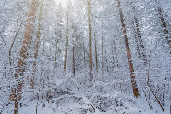Blick Auf Den Winterwald Frühen Morgen — Stockfoto