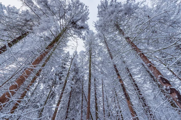 冬の森で木の枝を生やす — ストック写真
