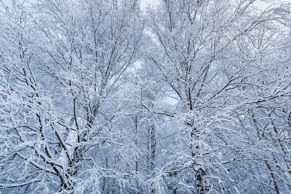 Bříza Větve Zimním Lese — Stock fotografie