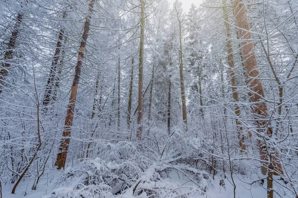 Blick Auf Den Winterwald Frühen Morgen — Stockfoto
