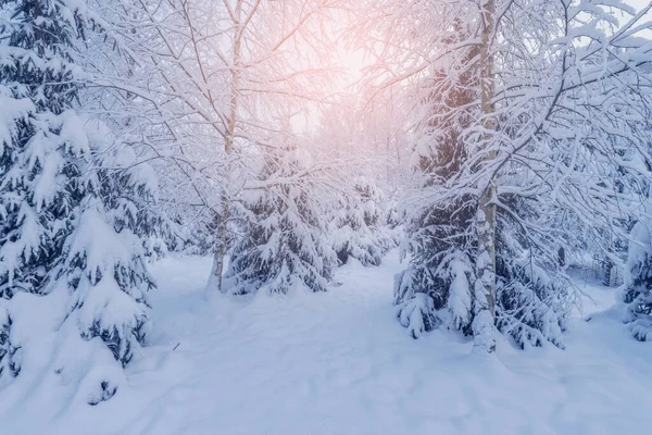 Winter Forest View Early Morning Time — Stock Photo, Image