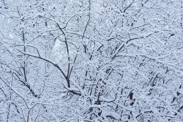 Větve Stromů Zimním Lese — Stock fotografie