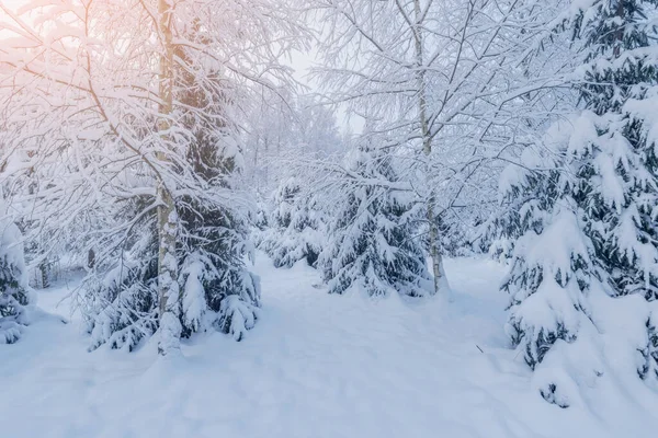 Vista Del Bosque Invierno Temprano Mañana — Foto de Stock