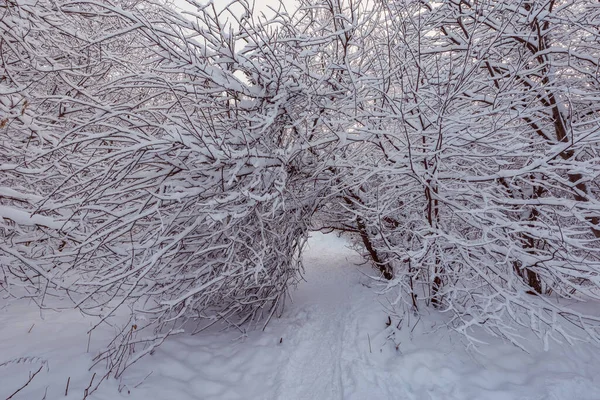 Прогулка Зимнем Лесу Рано Утром — стоковое фото