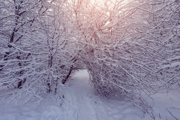 Walkway Winter Forest Early Morning Time — Stock Photo, Image