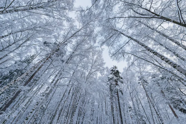 白樺の木の枝と冬の森 — ストック写真