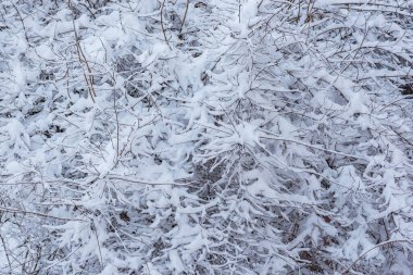 Kış ağaçlarının dalları kış ormanlarında.