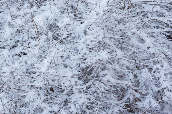 Kış ağaçlarının dalları kış ormanlarında.