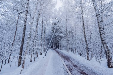 Şehir parkındaki patika Kış akşamında.