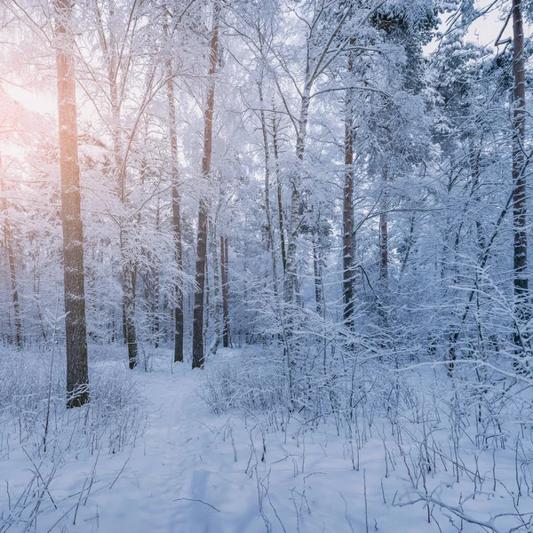冬の夜の森の景色 — ストック写真