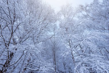 ağaç gövdeleri ve kış orman dallarında.