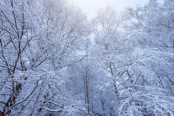 木の幹や枝は冬の森 — ストック写真