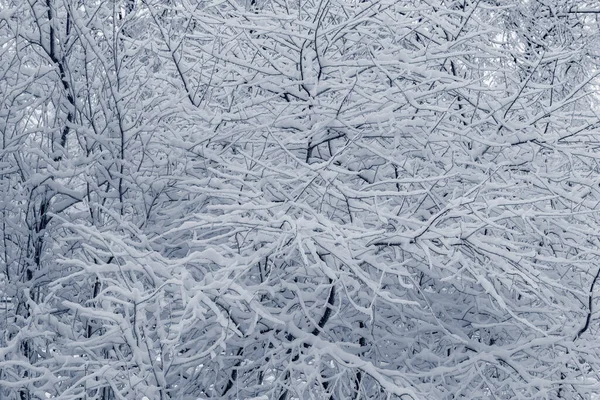 Gałęzie Drzew Pod Śniegiem Zimowym Lesie — Zdjęcie stockowe