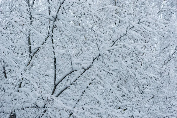 Ramos Árvores Sob Neve Floresta Inverno — Fotografia de Stock