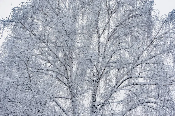 의나무 줄기와 가지들 — 스톡 사진