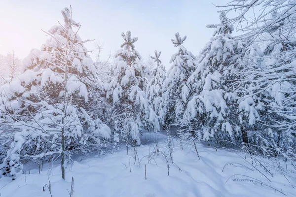 早朝の冬の森景色 — ストック写真