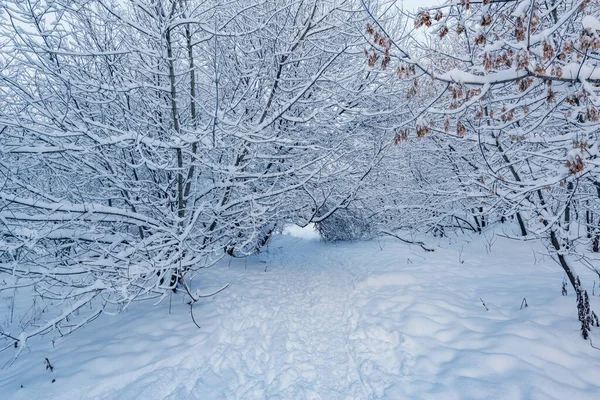 Sabahın erken saatlerinde kış ormanı manzarası.