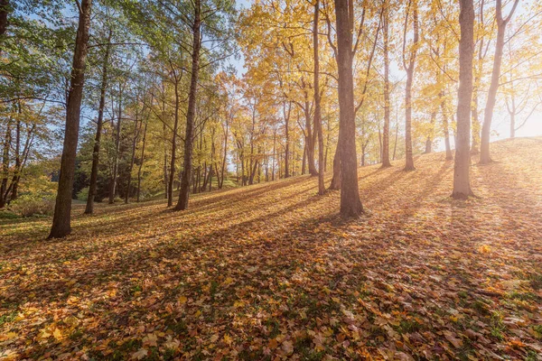 Uitzicht Het Stadspark Herfstochtend — Stockfoto