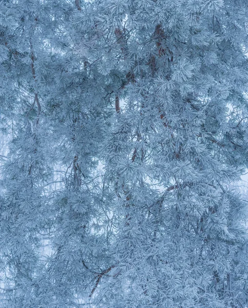 Kış Ormanlarında Çam Ağacı Dalları — Stok fotoğraf