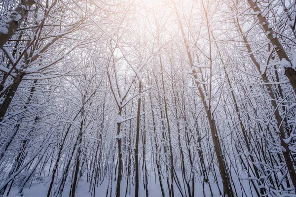 Blick Auf Den Winterwald Zur Kalten Tageszeit — Stockfoto
