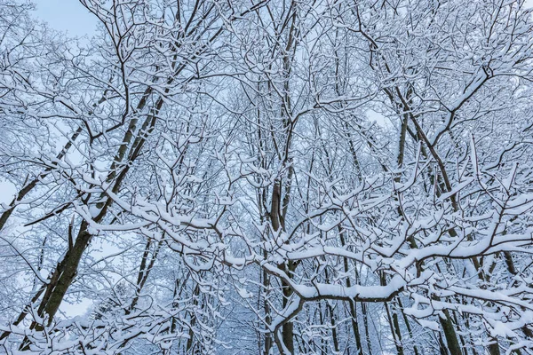 Gündoğumunda kış ormanında huş ve çam ağaçları.
