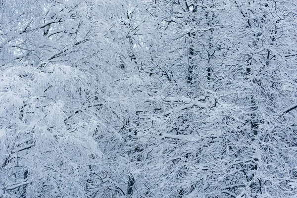 Větve Stromů Pod Sněhem Zimním Lese — Stock fotografie