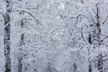 Kış sokağının karının altındaki ağaç dalları.