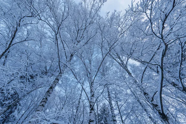 Birkenstämme Und Äste Unter Dem Schnee Winterwald — Stockfoto