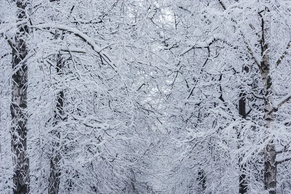 Äste Unter Dem Schnee Der Winterstraße — Stockfoto