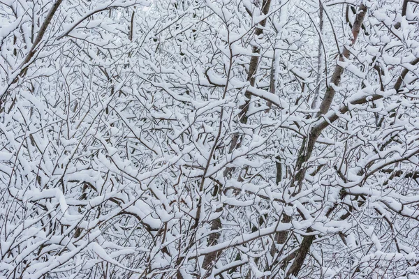 Gałęzie Drzew Pod Śniegiem Zimowym Lesie — Zdjęcie stockowe