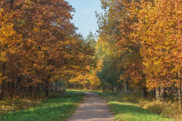 Path City Park Autumn Morning Time — Stock Photo, Image