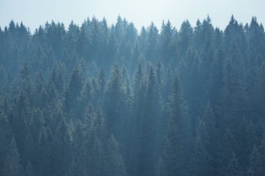 Sabah ormanının ağaçlarının tepeleri.